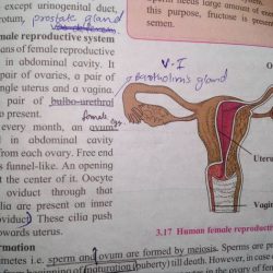 The female reproductive system se 9