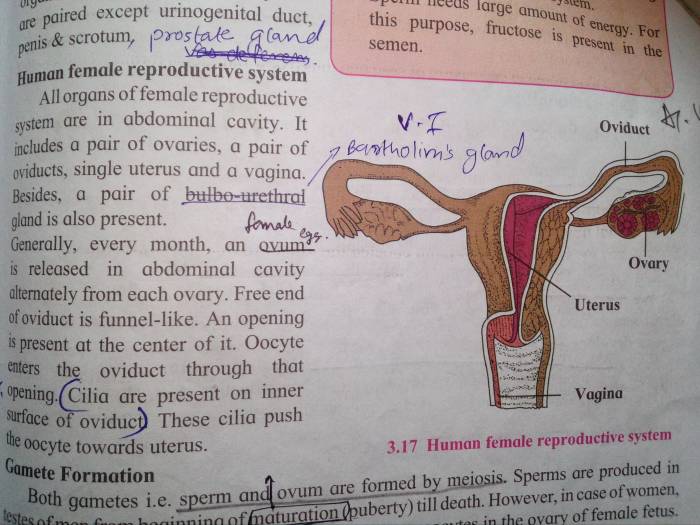 The female reproductive system se 9