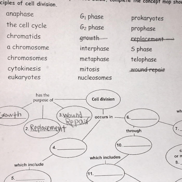 Concept mapping cell division answer key