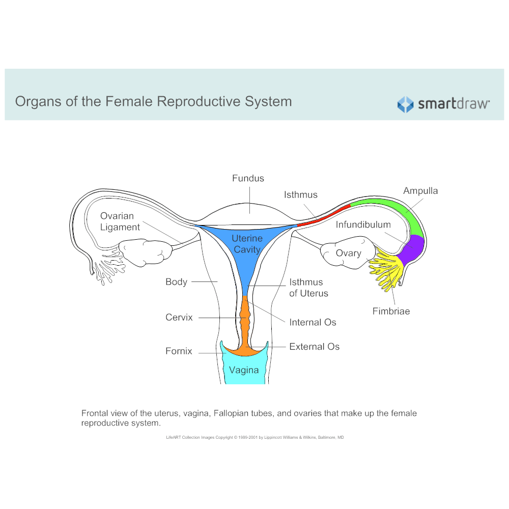 Reproductive female organs excel sperm diagrams environment oviduct studylib