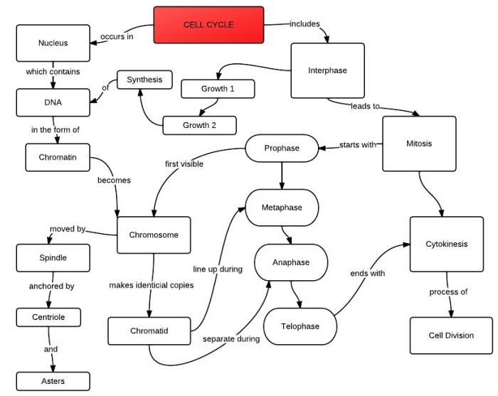 Concept mapping cell division answer key