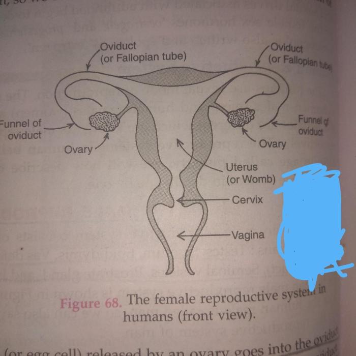 The female reproductive system se 9