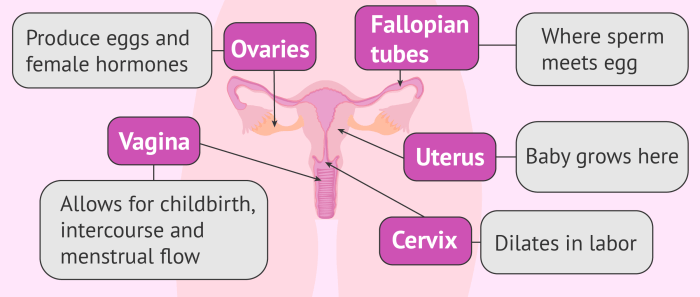 Duct uterine müllerian uterus stages anomalies reproductive development female system abnormality will these malformations congenital any invitra