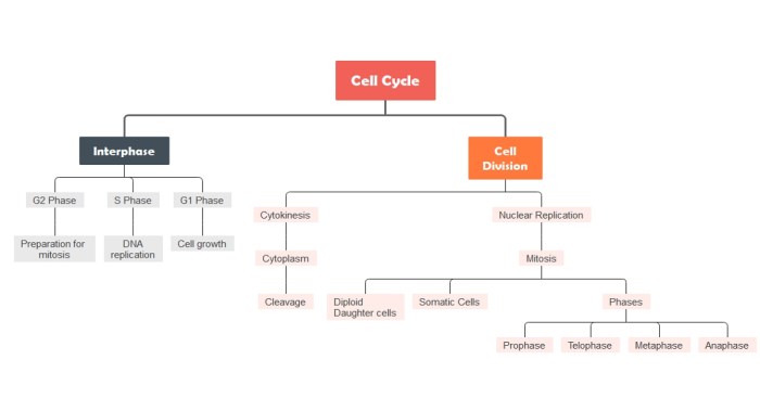 Concept mapping cell division answer key