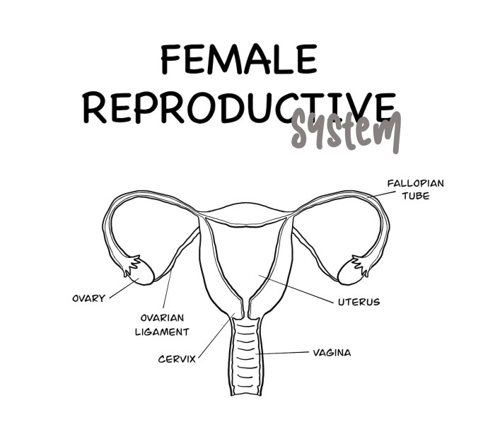 Reproductive system female reproduction human biology part