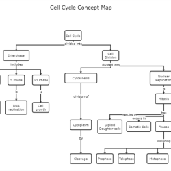 Concept mapping cell division answer key