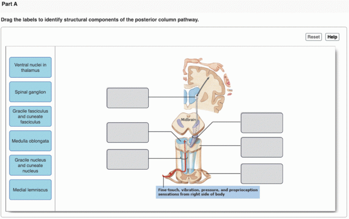 Drag the labels to identify the structural components of brain.