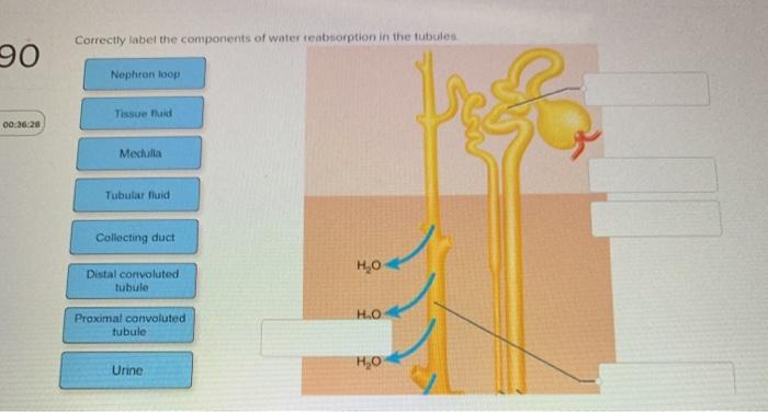 Loop henle nephron renal anatomy labeled diagram tubule system kidney human proximal urinary function through filtrate collecting duct where school