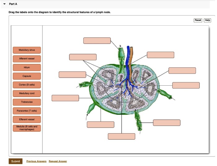 Drag the labels to identify the structural components of brain.