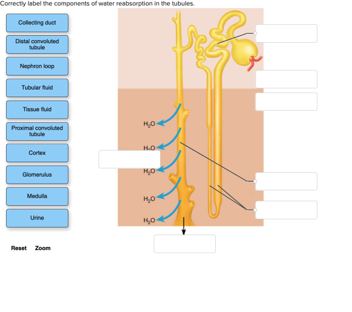 Correctly label the components of water reabsorption in the tubules.