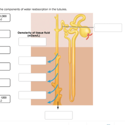 Correctly label the components of water reabsorption in the tubules.