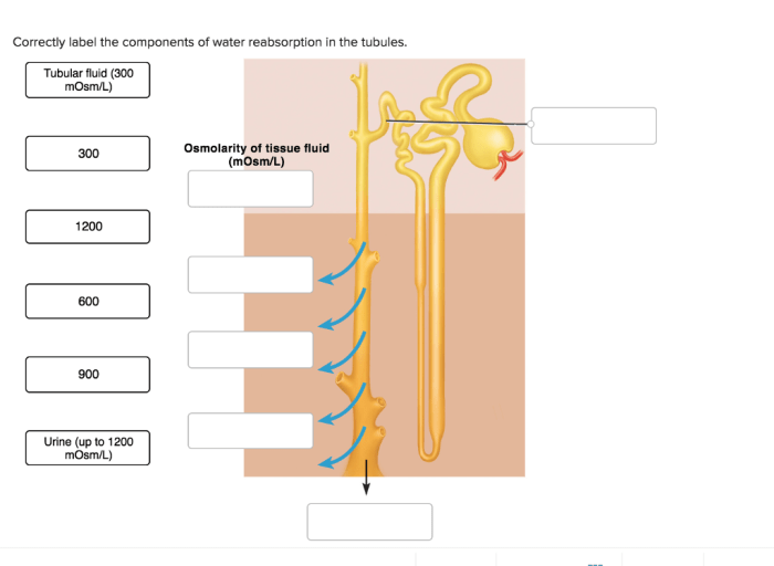 Correctly label the components of water reabsorption in the tubules.