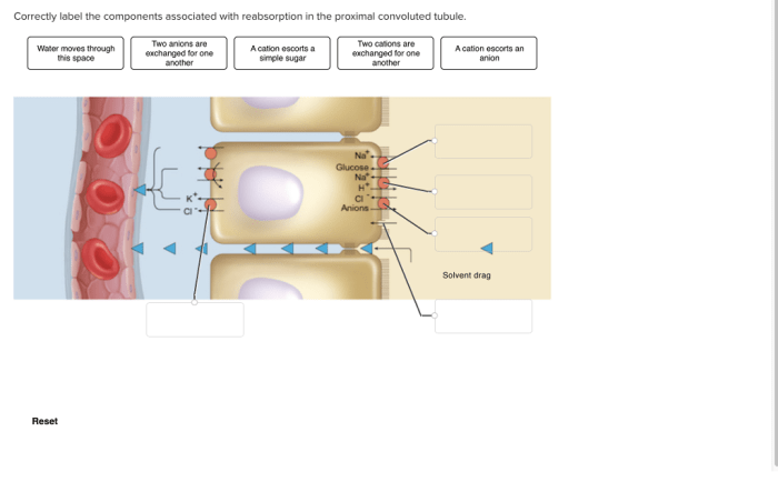 Tubule proximal convoluted correctly label components associated reabsorption epithelial fluid junction tight tubular cells